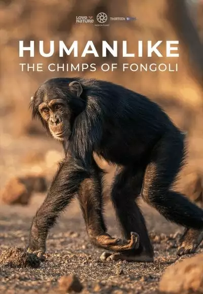 HumanLike_TheChimpsofFongoli_WEBSITEPOSTER05x853x1280_134370711885783287_big-cine_deskt.webp