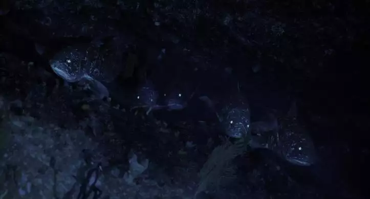 Coelacanth_6e1790310893708_134370697387776454_big-cine_deskt.webp