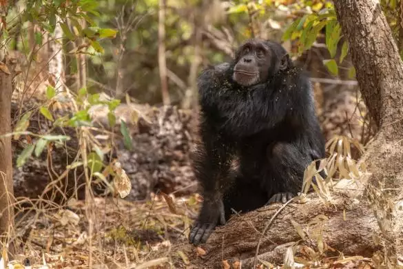 Photo1Desert_Chimps_006_Fongoli_Benjamin_Sadd_Lex_Large_134370650126785035_big-cine_deskt.webp