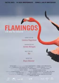 csm_FLAMINGOS_POSTER_ENGLISH_70_X_100__1__181235a1e7_134373163001234976_big-cine_deskt.webp
