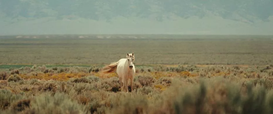 Photo2Stills_wildgemis_dc_20240830_Mez_24125_134370558040183847_big-cine_deskt.webp