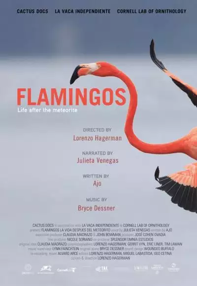 csm_FLAMINGOS_POSTER_ENGLISH_70_X_100__1__181235a1e7_134373163001234976_big-cine_deskt.webp
