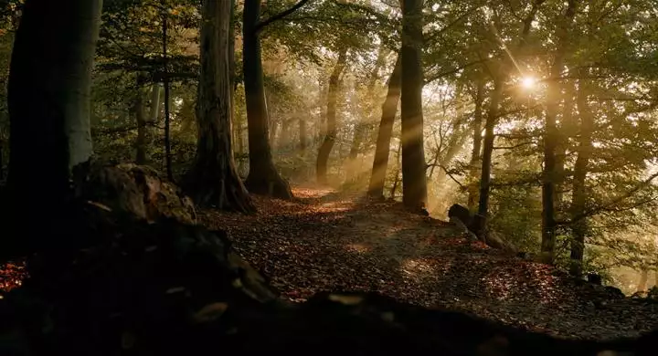 WEX Wageningse Berg-web-cine_deskt.webp