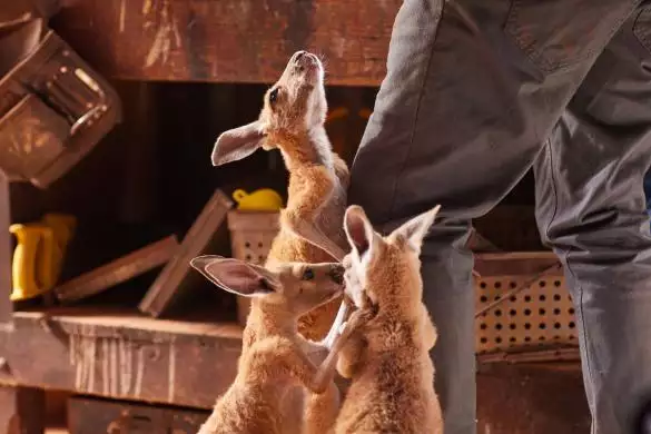 Kangaroo_134278126405123692_big-cine_deskt.webp