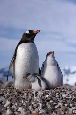 penguin2-cine_deskt.webp