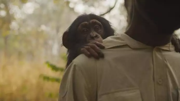 Photo3Desert_Chimps_017_CCC_Hugh_Campbell_Young_chimp_on_Johnnys_back_Large_134370650197899482_big-cine_deskt.webp