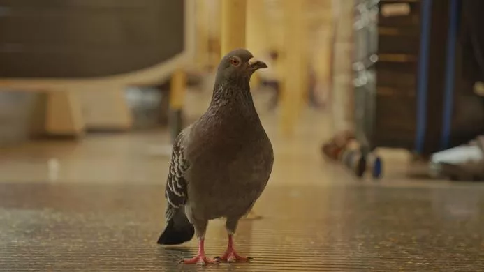 WL_PIGEON_134370597316728761_big-cine_deskt.webp