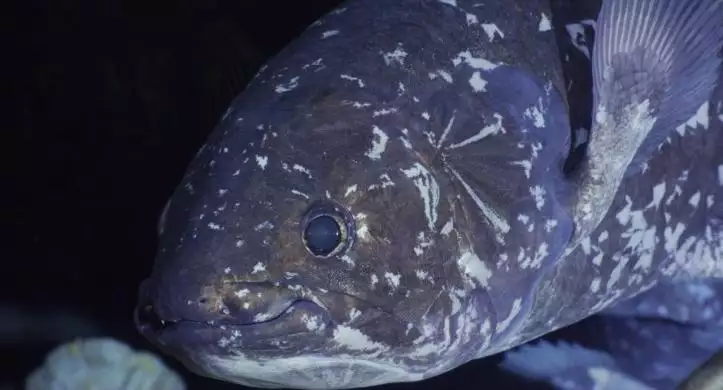 Coelacanth_5e1790310921938_134370697340542993_big-cine_deskt.webp