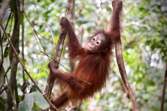 Orangutans2-cine_deskt.webp
