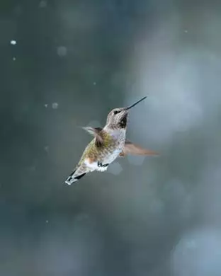 Birdbackyard2-cine_deskt.webp