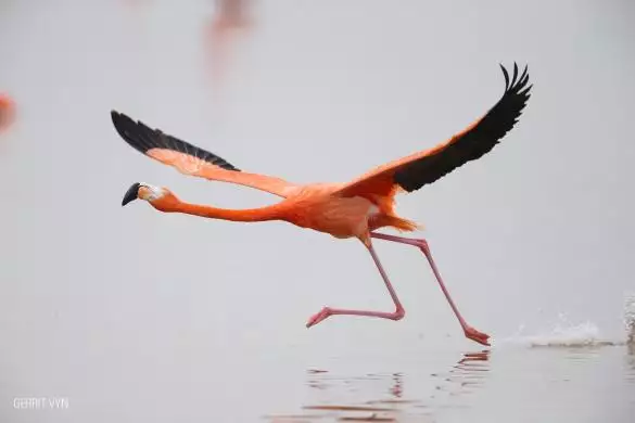 AmericanFlamingoVyn1502250351_134373209133021007_big-cine_deskt.webp
