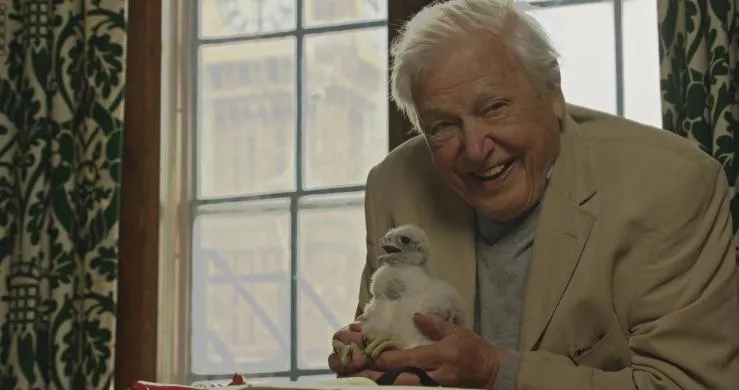 WL_ATTENBOROUGH6PEREGRINE_134370596052192685_big-cine_deskt.webp
